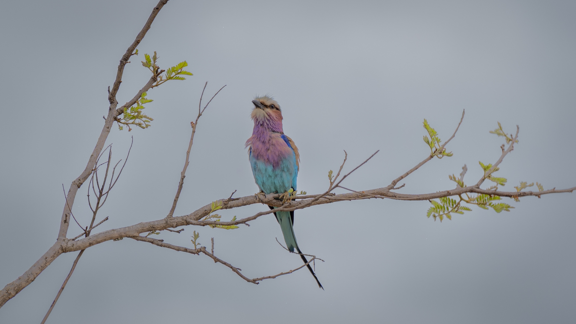 Kruger25 2025 10 28 09 33 37 ILCE 9M3 64